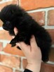 Szpic miniaturowy pomeranian - 2