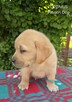 Labrador biszkoptowe szczenięta ZKwP - 7