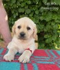 Labrador biszkoptowe szczenięta ZKwP - 10