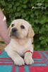 Labrador biszkoptowe szczenięta ZKwP - 9