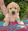 Labrador biszkoptowe szczenięta ZKwP - 8
