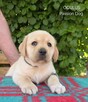 Labrador biszkoptowe szczenięta ZKwP - 2