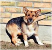 Fafik – całe dotychczasowe życie spędził w strachu - 4
