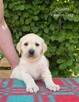 Labrador biszkoptowe szczenięta ZKwP - 12