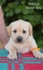 Labrador biszkoptowe szczenięta ZKwP - 5