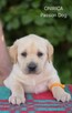 Labrador biszkoptowe szczenięta ZKwP - 4