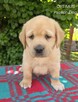 Labrador biszkoptowe szczenięta ZKwP - 6