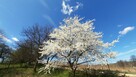 Dom z działką 10ar do zamieszkania. Krzeszowice k. Krakowa - 9