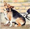 Fafik – całe dotychczasowe życie spędził w strachu - 7