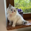 Małe kotki Ragdoll FPL - 3