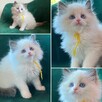 Małe kotki Ragdoll FPL - 4