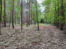 Działka inwestycyjna Siestrzeń gm. Żabia Wola, - 1