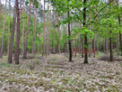 Działka inwestycyjna Siestrzeń gm. Żabia Wola, - 8