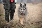 Deizi – duża, piękna dama szuka kochającego domu - 5