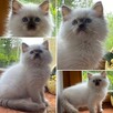 Małe kotki Ragdoll FPL - 2