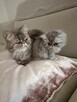 Koty puszyste długowłose perskie - 5