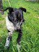 Feliks do adopcji - 3