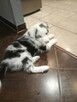 Border Collie - 16