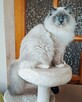Ragdoll kocur hodowlano wystawowy poleca hodowla SilentWate - 3