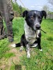 Feliks do adopcji - 5