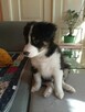 Border Collie - 4