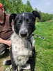 Feliks do adopcji - 1