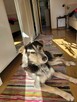 Piękny, młody POKER szuka kochającego domu !! - 3