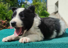 Suczka Border Collie - Rasowy szczeniak z Hodowli, pełna dok - 2