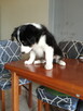 Border Collie - 6