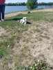 Border Collie - 13