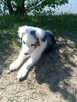 Border Collie - 9