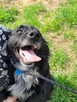 Kubuś do adopcji - 6