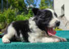 Suczka Border Collie - Rasowy szczeniak z Hodowli, pełna dok - 3