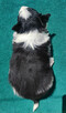 Suczka Border Collie - Rasowy szczeniak z Hodowli, pełna dok - 4