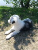 Border Collie - 14