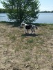 Border Collie - 12
