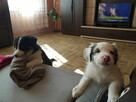 Border Collie - 15
