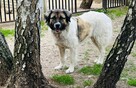 Śliczna młoda sunia uwielbiająca ludzi czeka na domek - 5
