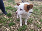 Mieszko do adopcji - 5