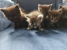 Maine coon kocięta kocur rudy niebieskie dymne ze srebrem - 2
