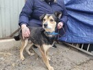 Leszko do adopcji - 6