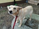 MISIA mała łagodna suczka szuka domu - 6
