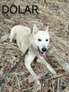 DOLAR młody aktywny piesek szuka domu - 2
