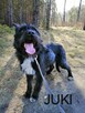 JUKI młody łagodny piesek szuka domu - 1