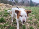 Mieszko do adopcji - 3