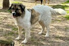 Śliczna młoda sunia uwielbiająca ludzi czeka na domek - 3