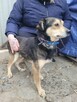 Leszko do adopcji - 3