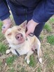 Fiona do adopcji - 2