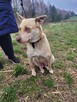 Fiona do adopcji - 4