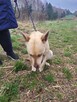 Fiona do adopcji - 3